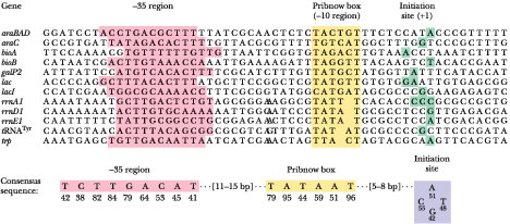 ADN ARN RNA gene messenger ribosome transfert transcription traduction sequence consensus region -35 TATA box synthese protein biochimej