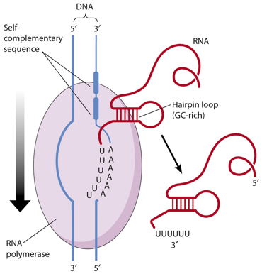 ADN ARN RNA protein gene messenger ribosome transfert traduction phase terminaison rho transcription biochimej