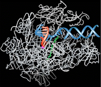 ADN ARN RNA protein gene messenger ribosome transfert transcription traduction polysome ARN polymerase II synthese biochimej