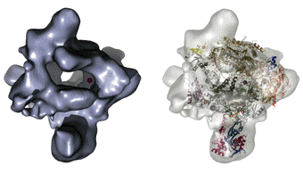ADN ARN RNA protein gene messenger ribosome transfert transcription traduction polysome ARN polymerase III synthese biochimej