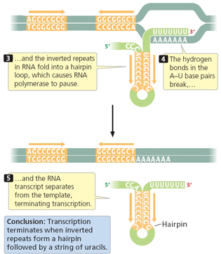 ADN ARN RNA protein gene messenger ribosome transfert traduction phase terminaison rho transcription