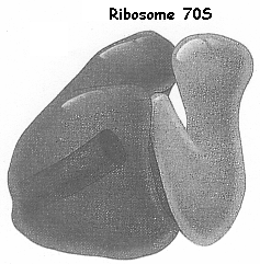 Ribosome 70S synthese protein biochimej