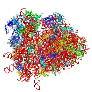 Grande sous unite ribosome synthese protein biochimej
