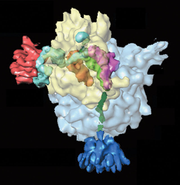 Association ribosome ARNmet ARNt synthese protein biochimej