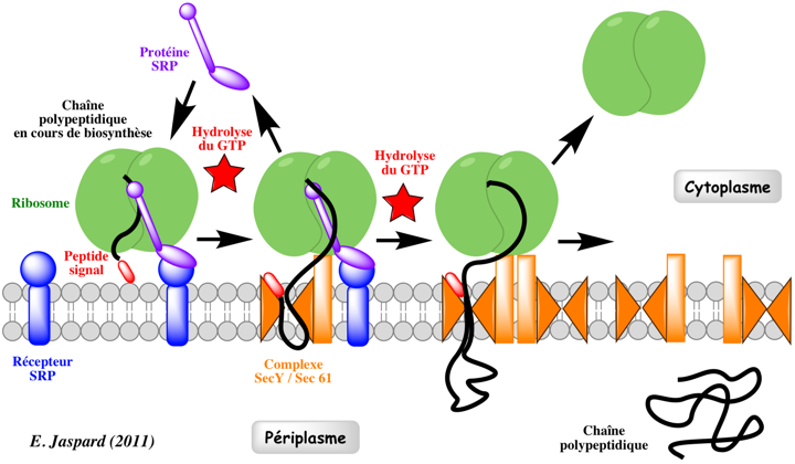 Modele translocation translocon canal SRP cotraduction synthese protein biochimej