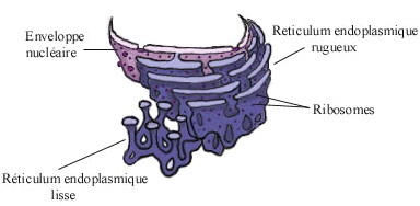 reticulum endoplasmique synthese protein unfolded protein response biochimej