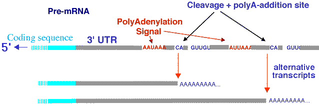 polyadenylation alternative ADN ARN RNA gene messenger ribosome transfert traduction intron exon polyA coiffe cap protein synthesis biochimej