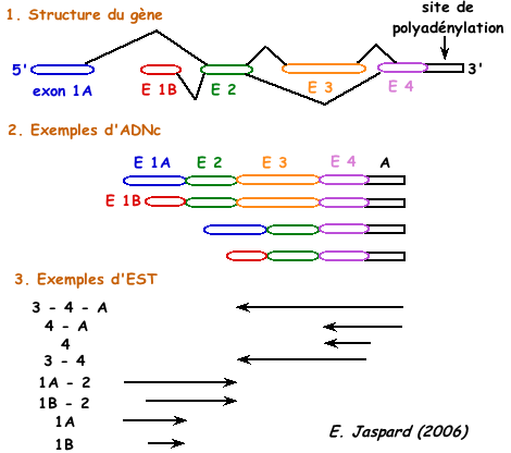 ADN ARN RNA protein gene messenger ribosome transfert traduction epissage alternatif spliceosome biochimej