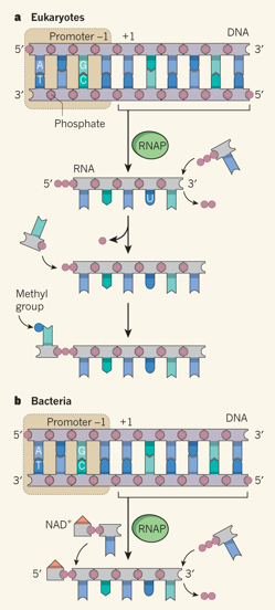 ADN ARN RNA protein gene messenger ribosome transfert traduction coiffe cap methylguanosine biochimej