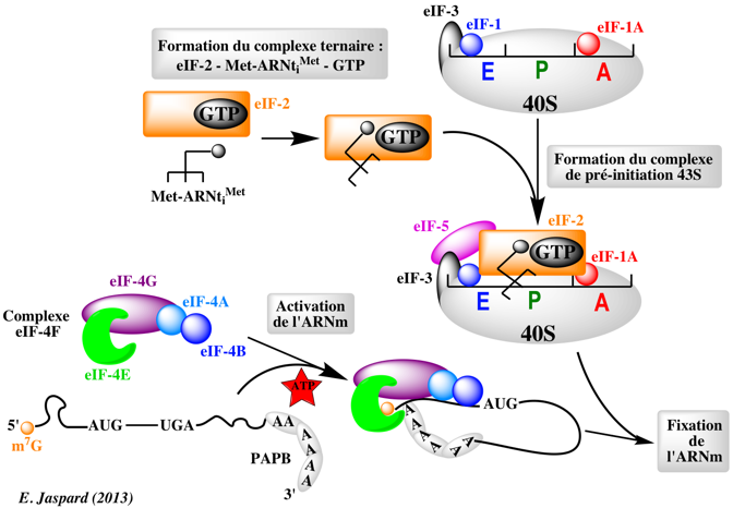 biosynthese proteine complexe initiation traduction translation ARNm ribosome ARN transfert acide amine biochimej