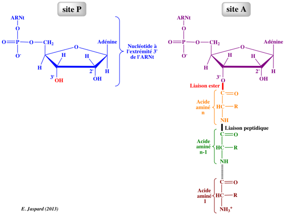 biosynthese proteine complexe elongation traduction translation ARNm ribosome ARN transfert acide amine Eftu biochimej