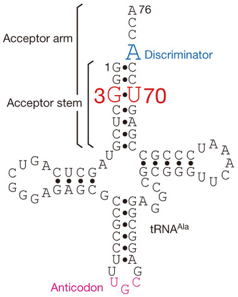 DNA ADN ARN RNA gene messenger ribosome transfert traduction aminoacyl ARNt synthetase wobble watson crick synthese protein biochimej