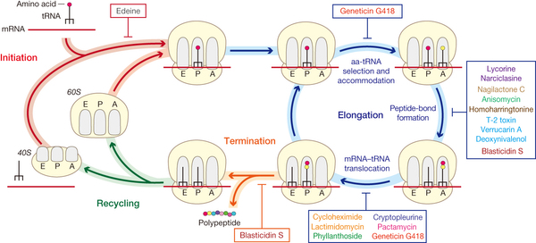 biosynthese proteine complexe elongation traduction translation ARNm ribosome ARN transfert acide amine cycloheximide lactimidomycine ribosome biochimej