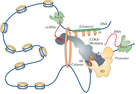 ADN ARN RNA protein gene messenger ribosome transfert traduction complexe initiation facteur transcription factor biochimej