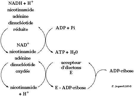 biochimej ADP-ribosylation ribosylation modification post-traductionnelle nicotinamide adenine dinucleotide