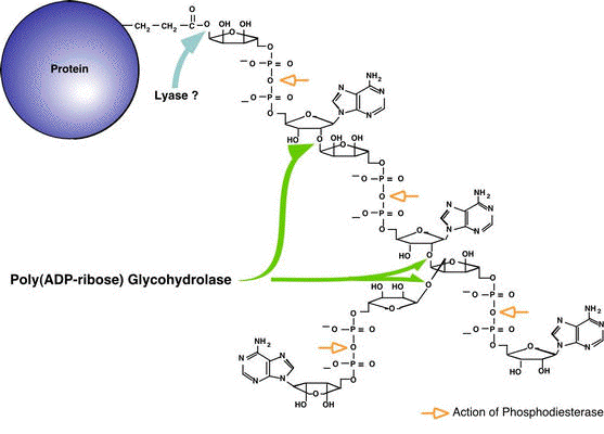 biochimej ADP-ribosylation ribosylation modification post-traductionnelle poly-(ADP-ribose) poly-ADP-ribose polymerase
