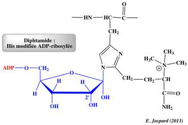 biochimej Diphthamide biosynthese proteine complexe elongation traduction translation ADP-ribosylation ribosylation