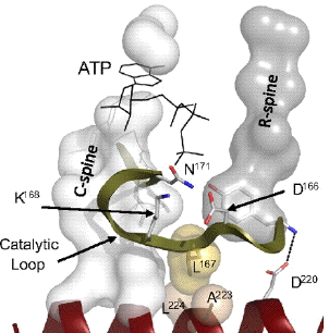 biochimej Boucle catalytique activation proteine kinase A