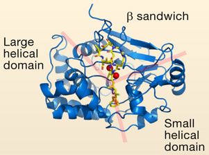 biochimej Structure protein phosphatase PP1