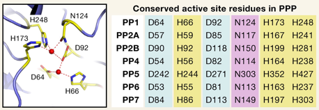biochimej Residus conserves de la phosphatase PP1