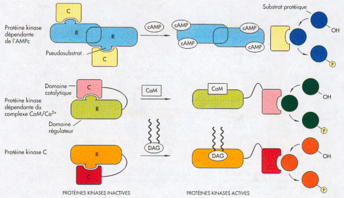 biochimej Mecanisme d'activation de certaines proteines kinases