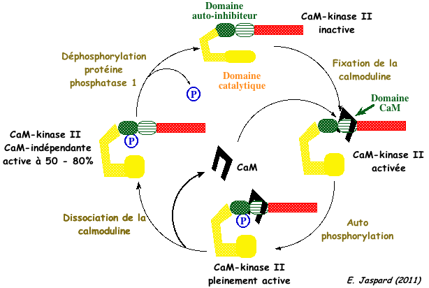 biochimej fixation calmoduline CaM kinase II
