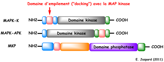 biochimej MAP kinase docking
