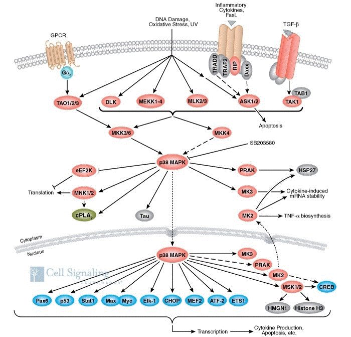 biochimej Voies de signalisation de la MAP-kinase p38