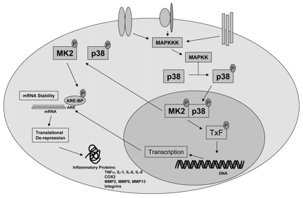 biochimej expression des genes de l'inflammation par la MAP-kinase p38 et la MAPK-APK 2