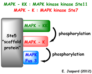 biochimej Scaffolding Map kinase