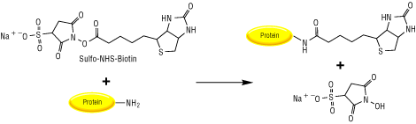 biochimej Reaction de la sulfo-NHS biotine avec une amine primaire