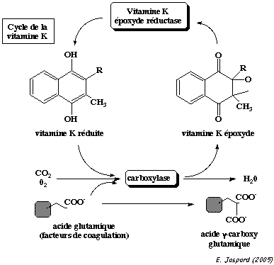 Modification post traductionnel carboxylation vitamine K acide glutamique glutamyl carboxylase biochimej