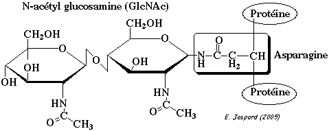 biochimej glycosylation acetylglucosamine asparagine