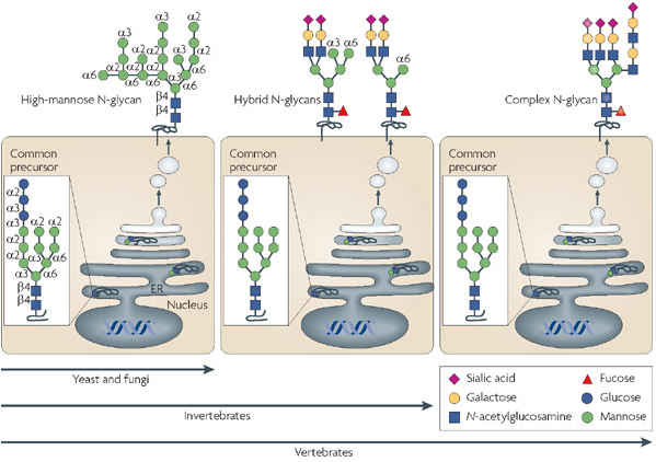 biochimej Complexite glycane glycosylation
