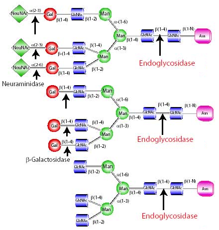 biochimej Coupure glycane deglycosylation endoglycosidase
