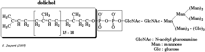 biochimej glycosylation Dolichol phosphate polymere