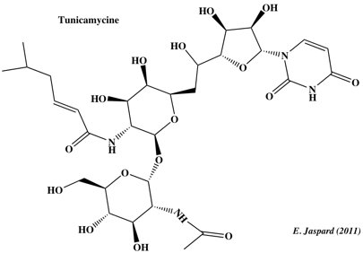 biochimej Tunicamycine Streptomyces glycosylation