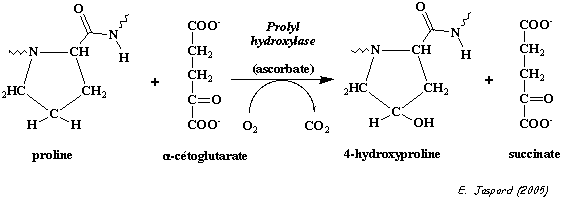 Modification post traductionnelle hydroxylation hydroxyproline hydroxylysine collagene helice prolyl-hydroxylase hydroxylase biochimej