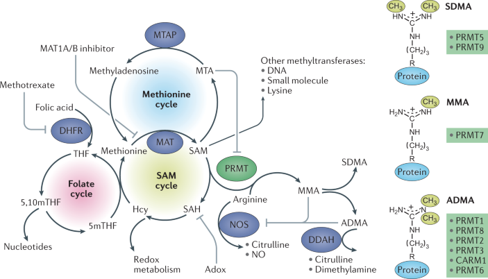 methylation methyl post traductionnal adenosyl methionine SAM methyltransferase calmodulin histone DNA ADN biochimej