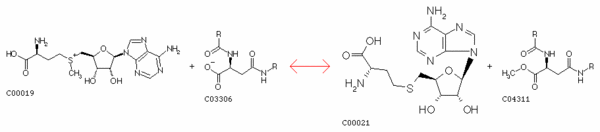 methylation isoaspartate methyltransferase biochimej