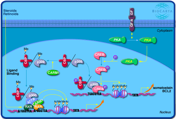 methylation regulation transcription coactivateur associe arginine methyltransferase CARM1 biochimej