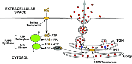 sulfatation sulfate tyrosine phosphoadenosine phosphosulfate synthase PAPS PAPSS reseau trans Golgi biochimej