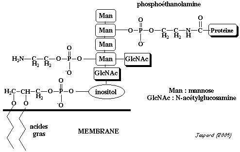 glypiation ancre GPI membrane biochimej