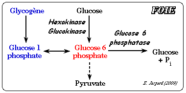 glycolyse neoglucogenese neoglucogenesis regulation hexokinase glucokinase glucose phosphatase biochimej