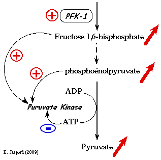 glycolyse regulation pyruvate kinase ATP biochimej