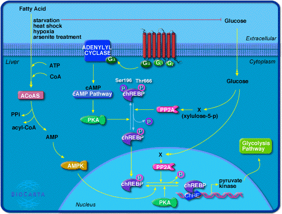 glycolyse regulation biosynthese pyruvate kinase ChREBP MLX glucose biochimej