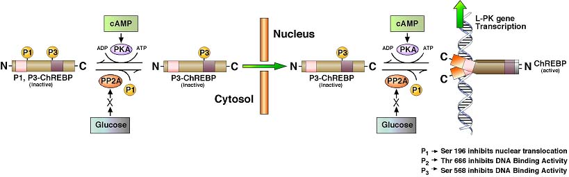 glycolyse regulation phosphorylation noyau nucleus biosynthese pyruvate kinase ChREBP MLX biochimej