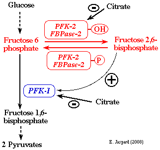 regulation metabolism glycolyse glycolysis glucidique glucose phosphofructokinase fructose bisphosphate PFK1 PFK2 ATP NAD NADP pyruvate citrate effecteur charge energetique adenylique CEA allosterie allostery signalisation homeostasie homeostasy glucide regime alimentaire diet insulin glucagon energy cycle Krebs biochimej