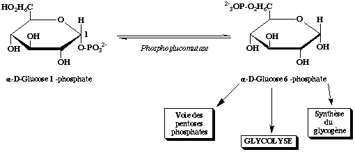 phosphoglucomutase glucose regulation metabolisme glucagon glycogene phosphorylase insuline epinephrine adrenaline biochimej