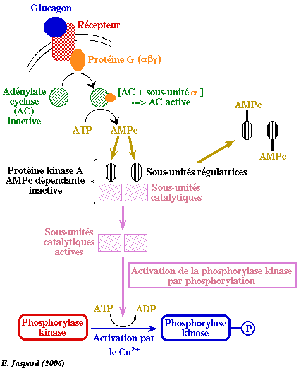 Activation glycogene phosphorylase glucagon regulation metabolisme glucose phosphoglucomutase glycogene insuline epinephrine adrenaline biochimej